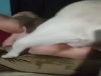 Whitney Wisconsin dog sex got messy